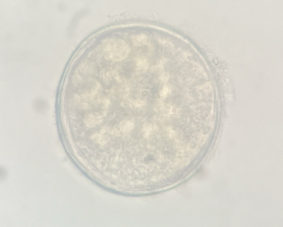 <p>Kingdom?</p><p class="p1">Phylum?</p><p class="p1">Class?</p><p class="p1">Subclass?</p><p class="p1">Order?</p><p class="p1">Family?</p><p class="p1">Species/Stage?</p>