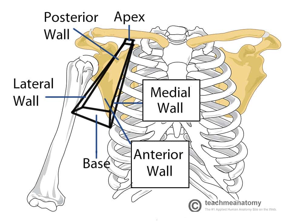 <p>upper border of scap, clavicle, and 1st rib</p><p>inlet to the cervico axillary canal</p>