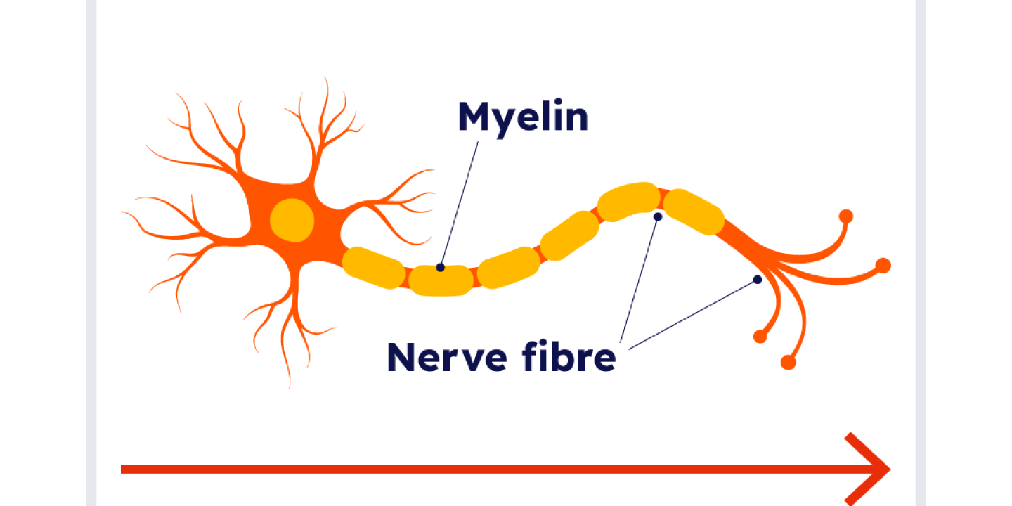 <p>a fatty substance that helps insulate neurons and speeds the transmission of nerve impulses</p>