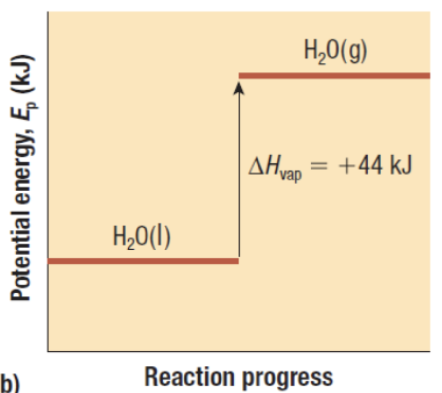 <p>Exothermic or Endothermic?</p>