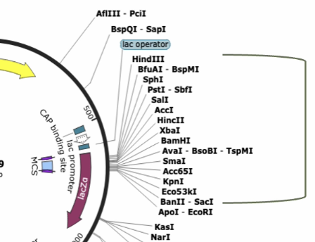 <p>What is this part of a snapgene map called?</p>