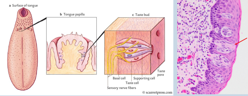 <p>gustatory sense - tongue</p>