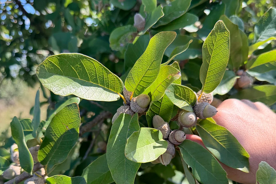 <p>Monterrey oak</p>