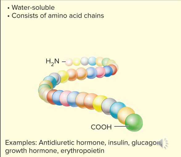 <p>class of most hormones which are water-soluble chains of amino acids; most hormones are a part of this class.</p>