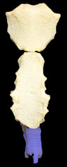 knowt flashcard image