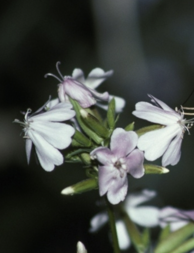 <p>_ pollinated flowers feature Pale or white Nectar tubes, a Sweet scent at night and No landing platform</p>