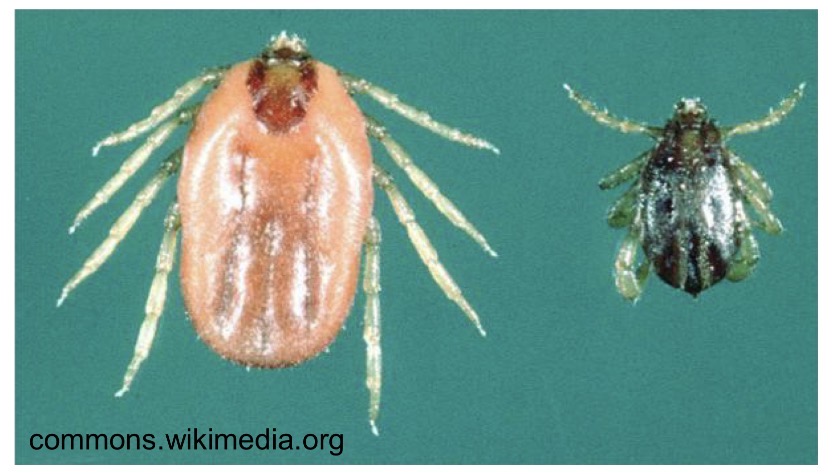 <p>What tick spreads Babesia </p>
