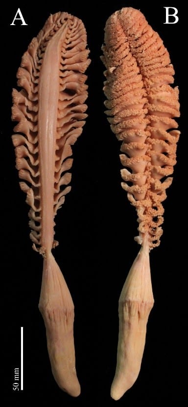 <p>What is this and how could you tell?</p>