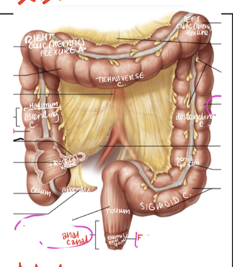 <p>remember COLIC FLEXURES</p><ul><li><p>right colic (hepatic) flexure</p></li><li><p>left colic (splenic) flexure</p></li></ul><p>HAUSTRUM</p><p>TENIA COLI</p>