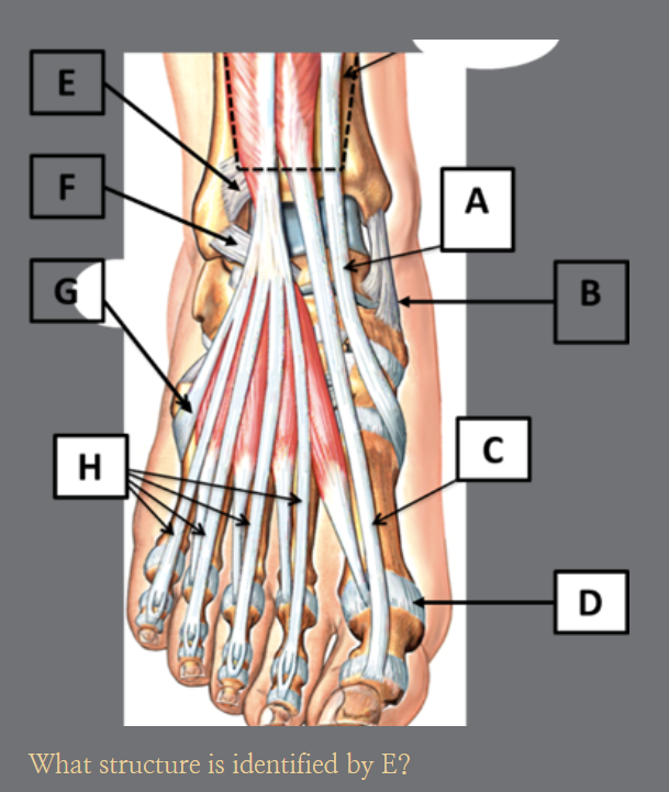 <p>E?</p>
