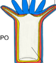 <p>Capas del pólipo</p>