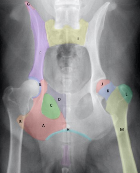 <p>Name the labelled structures</p>