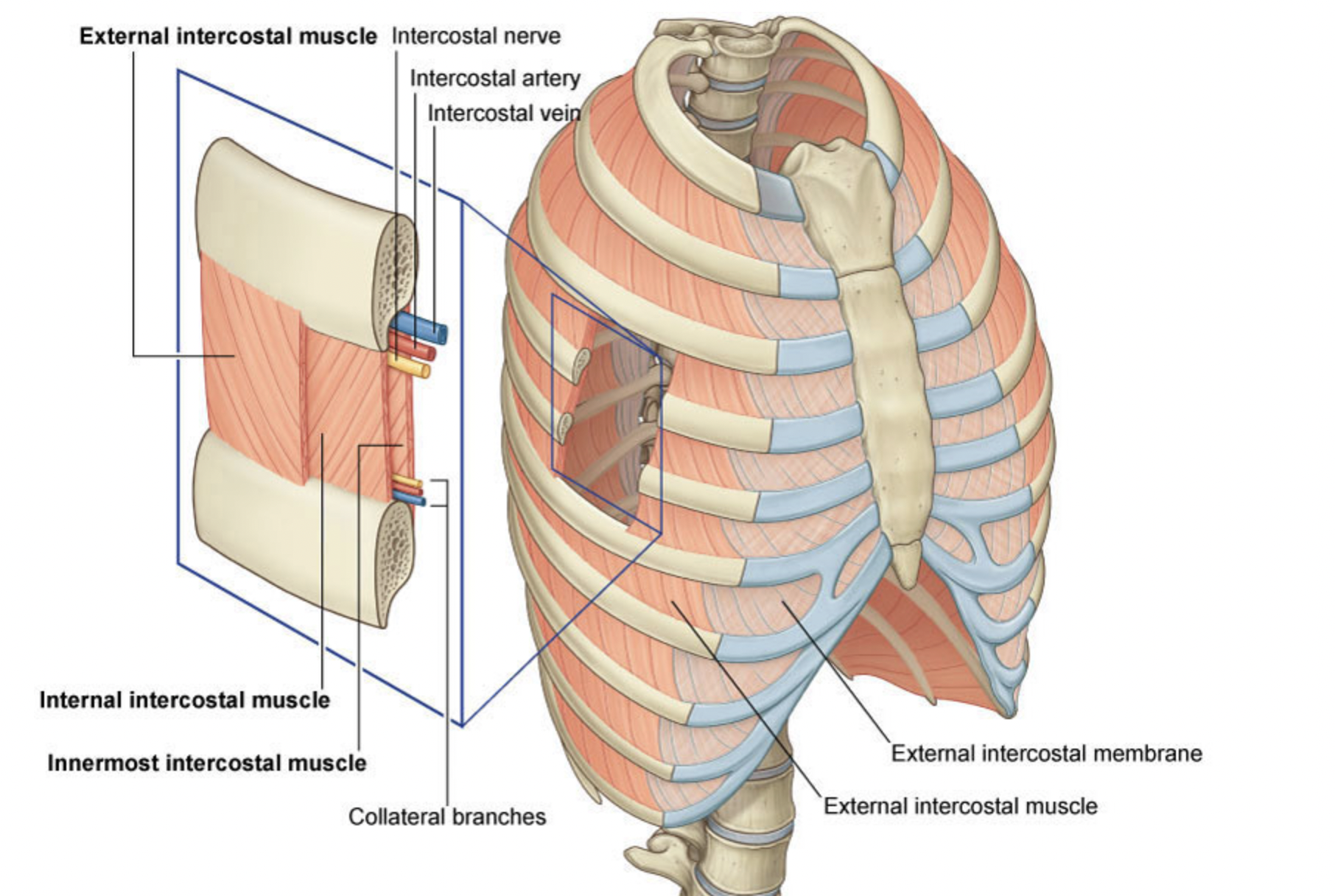 <ul><li><p><span><span>extend from the lower border of the rib above, to the&nbsp;upper border of the rib below. </span></span></p></li></ul><ul><li><p><span><span>They run around the wall of the thorax, from the tubercles each rib posteriorly, to the cartilages of the ribs anteriorly. </span></span></p></li><li><p><span><span>They end anteriorly in thin membranes, the&nbsp;</span></span><strong>anterior (external) intercostal membranes,</strong><span><span>&nbsp;which continue forward to the sternum.</span></span></p></li></ul><p></p>