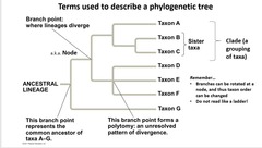 <p>a group of organisms believed to have evolved from a common ancestor, according to the principles of cladistics.}</p><p>Smaller clades can be in bigger clades (this i called being nested)</p>
