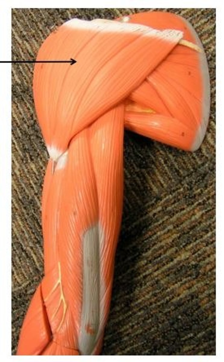 <p>abducts upper arm</p>