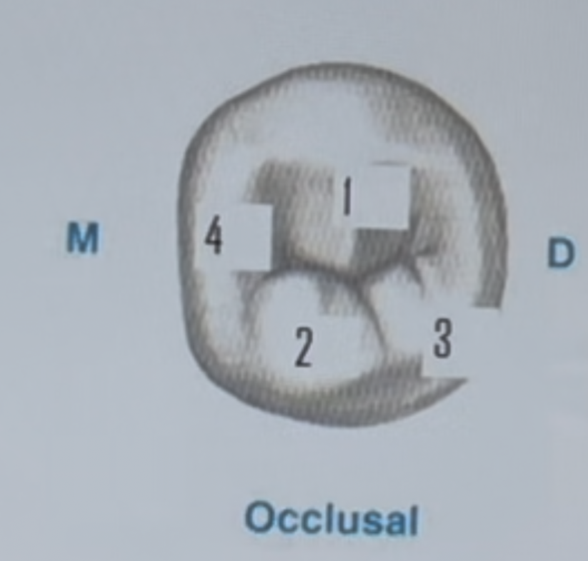 <p>In the diagram of the mandibular right second premolar match the number ro the corresponding parts of the occlusal anatomy: distolingual cusp, buccal cusp, mesiolingual cusp, mesial marginal ridge</p>
