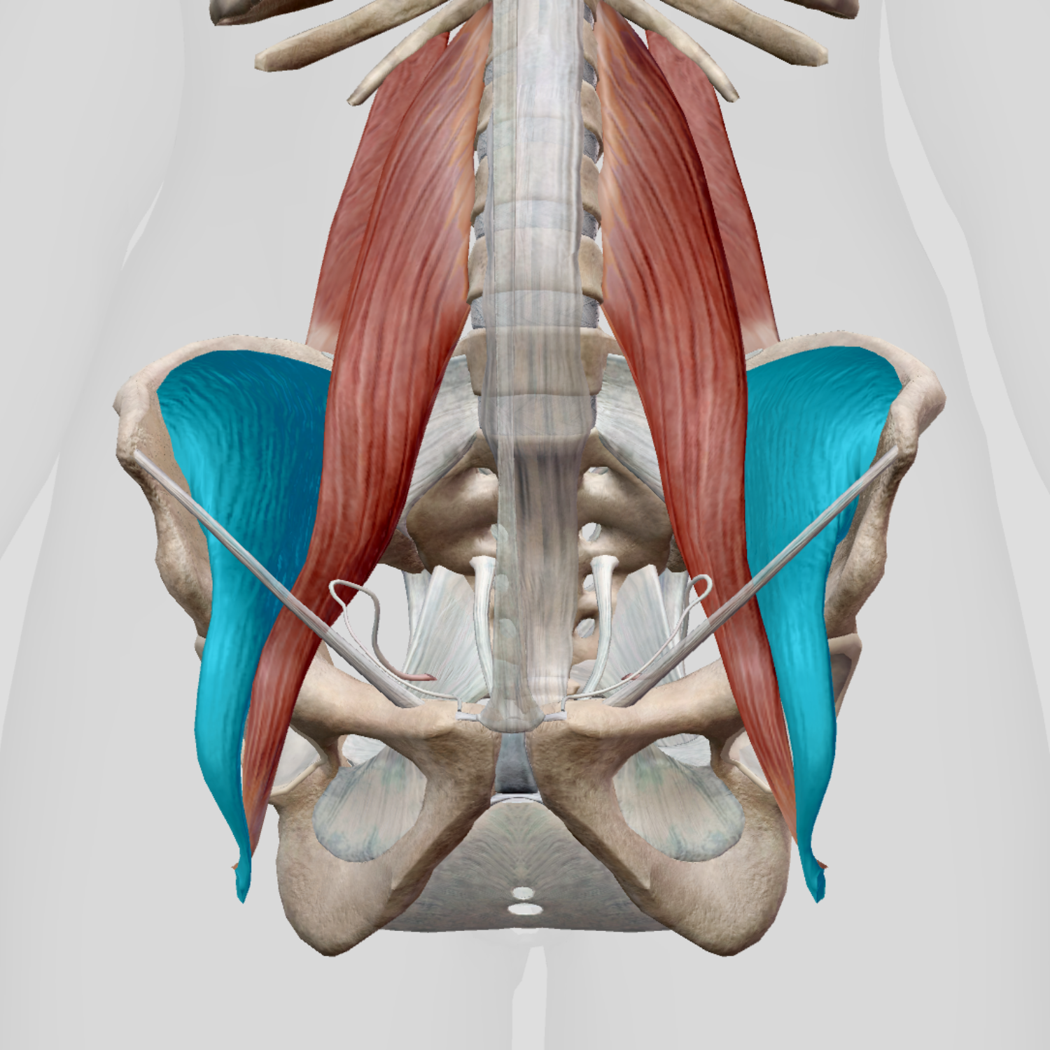 <p>M (Identify)</p>