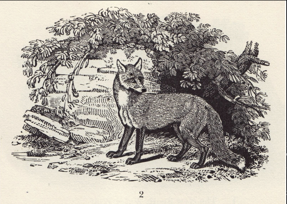 <p><span>(or wood engraving) – bold, harsh lines, no gradation</span></p>