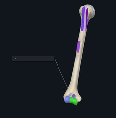 <p>Name the boney landmark indicated by the X and highlighted purple</p>