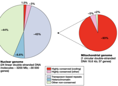 <p>- 1963</p><p>- DNA (mtDNA)</p><p>- DNA (nDNA)</p>
