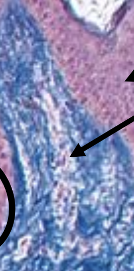 <p>Papillary Layer</p>