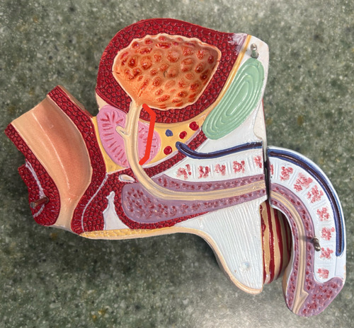 <p>first part of the urethra that passes through the prostate gland</p>