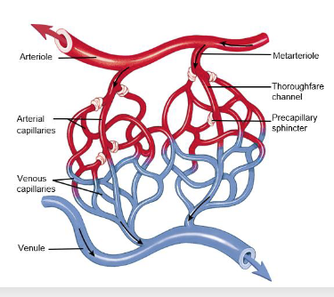 <p>arterioles —> metarterioles —> capillary network</p><p>distal part of metarterioles are thoroughfare channel connecting with venus capillaries and eventually the venule draining the capillary bed</p><p>smooth muscle sphincters control blood flow through the true capillary since there is not enough blood to fill all the capillaries at any given time</p>