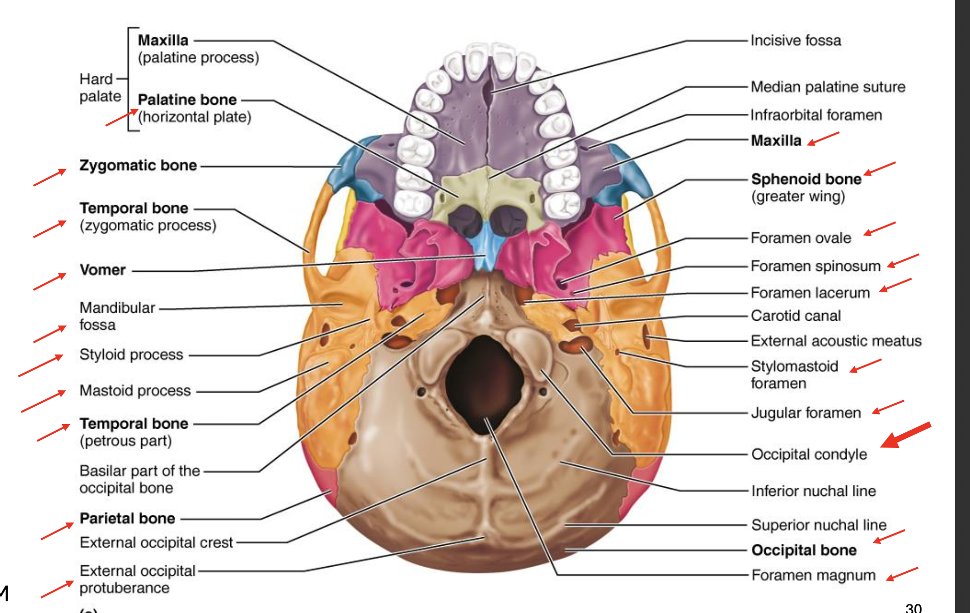 knowt flashcard image