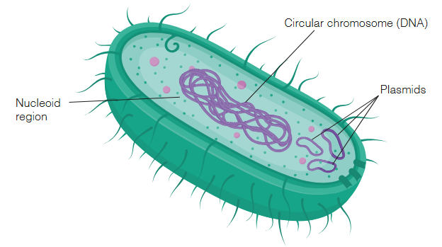 <p>singular, circular, double-stranded chromosomal DNA in the cytosol, referred to as the nucleoid region.</p><p>RNA and proteins (macromolecule) in the nucleoid region and cytoplasm</p><p>Plasmids - small amounts of circular, double-stranded DNA that are separate from the cell’s chromosomal DNA</p>