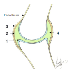 <p>The following are MUST HAVES for what type of joint?</p><p>1. articular cartilage</p><p>2. synovial membrane</p><p>3. fibrous layer of joint capsule</p><p>4. synovial cavity filled with synovial fluid</p>