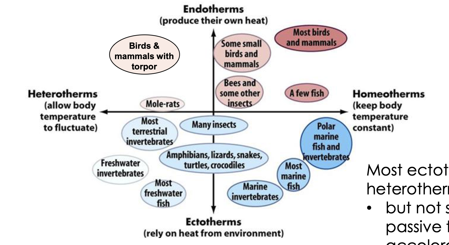 <p>An animal that produces its own heat metabolically </p>
