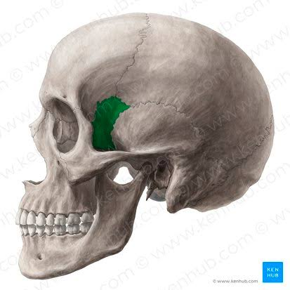 <p>What part of the cranium is this?</p>