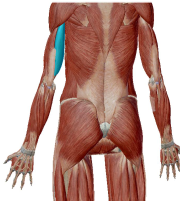 <p>what muscle is this</p>