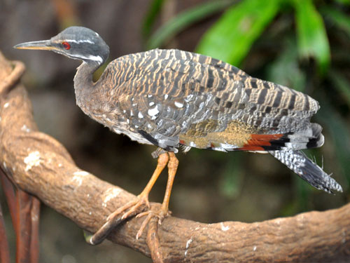 <p>Sunbittern</p>