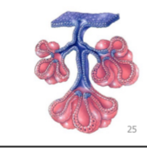 <p><span>exocrine glands.</span></p>