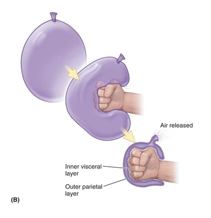 <ul><li><p>Visceral layer (organ).</p></li><li><p>Parietal layer (wall).</p></li><li><p>Cavity (space).</p></li></ul><p></p>