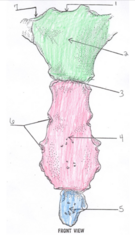 <p>In this AP sternum, what structure is at 6?</p>