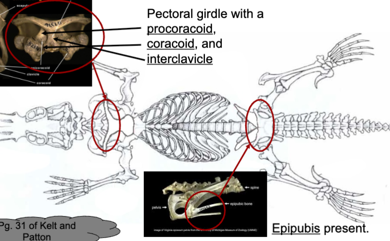 <p>what order and subclass will have the interclavicle, coracoid, and procoracoid with epipubis present</p>