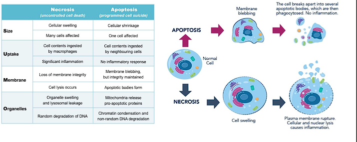 <ul><li><p>KEY DIFFERENCE:</p><ul><li><p>Apoptosis does not generate an<span style="color: red;"> inflammatory response</span>, where as necrosis does</p></li></ul></li><li><p>Refer to chart</p></li></ul><p></p>