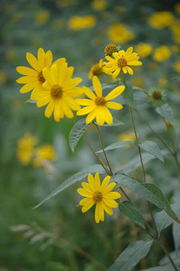<p>Forb - Native perennial with opposite, rough, barely toothed leaves and yellow sunflower heads. Spreads by rhizomes in dry open woods, savannas, and woodland edges; feeds pollinators and birds.</p>