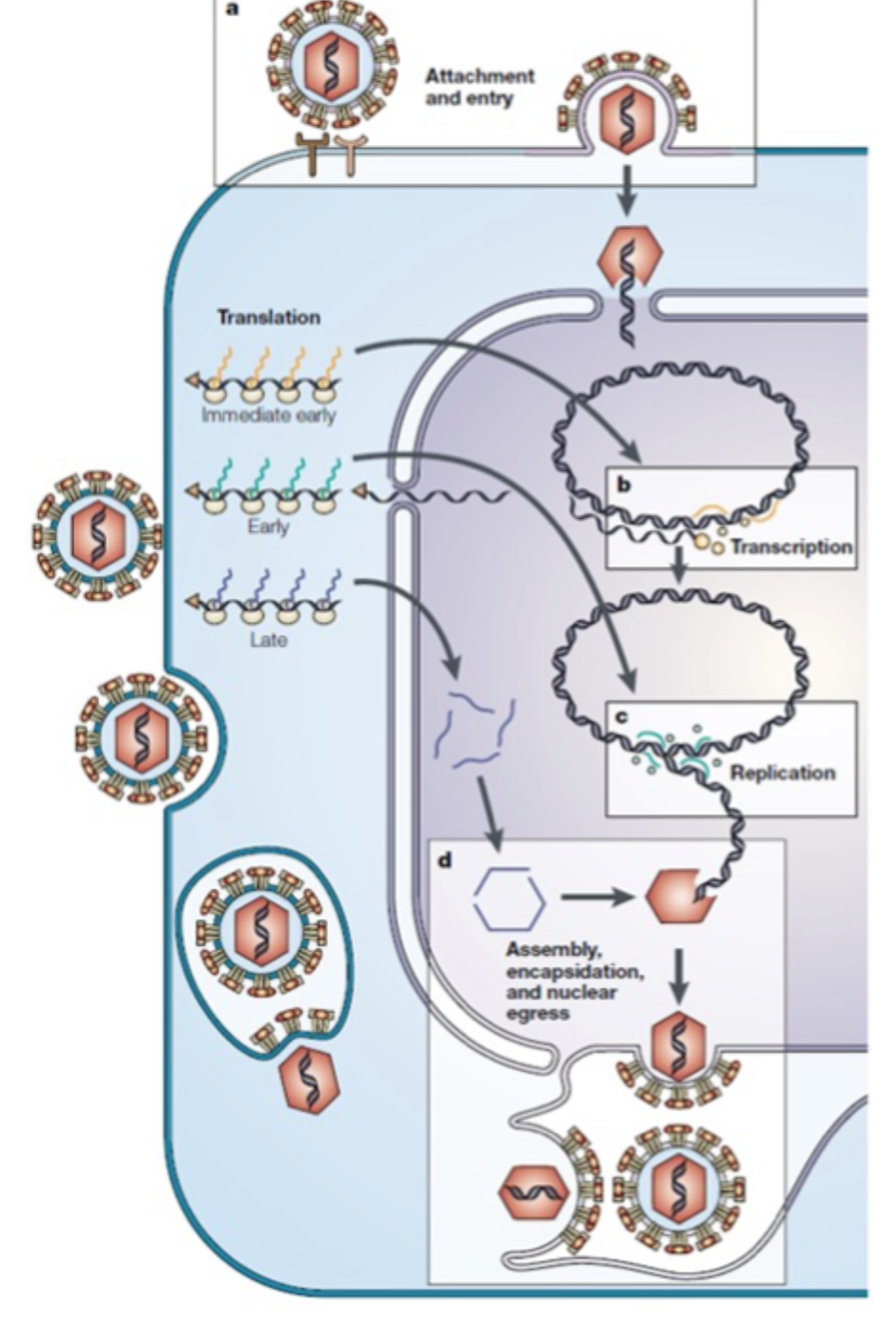 <p>Den er nødvendig for <strong>viral DNA-replikation</strong> og adskiller sig fra værtens enzymer → muligt at hæmme virus mere selektivt.</p>