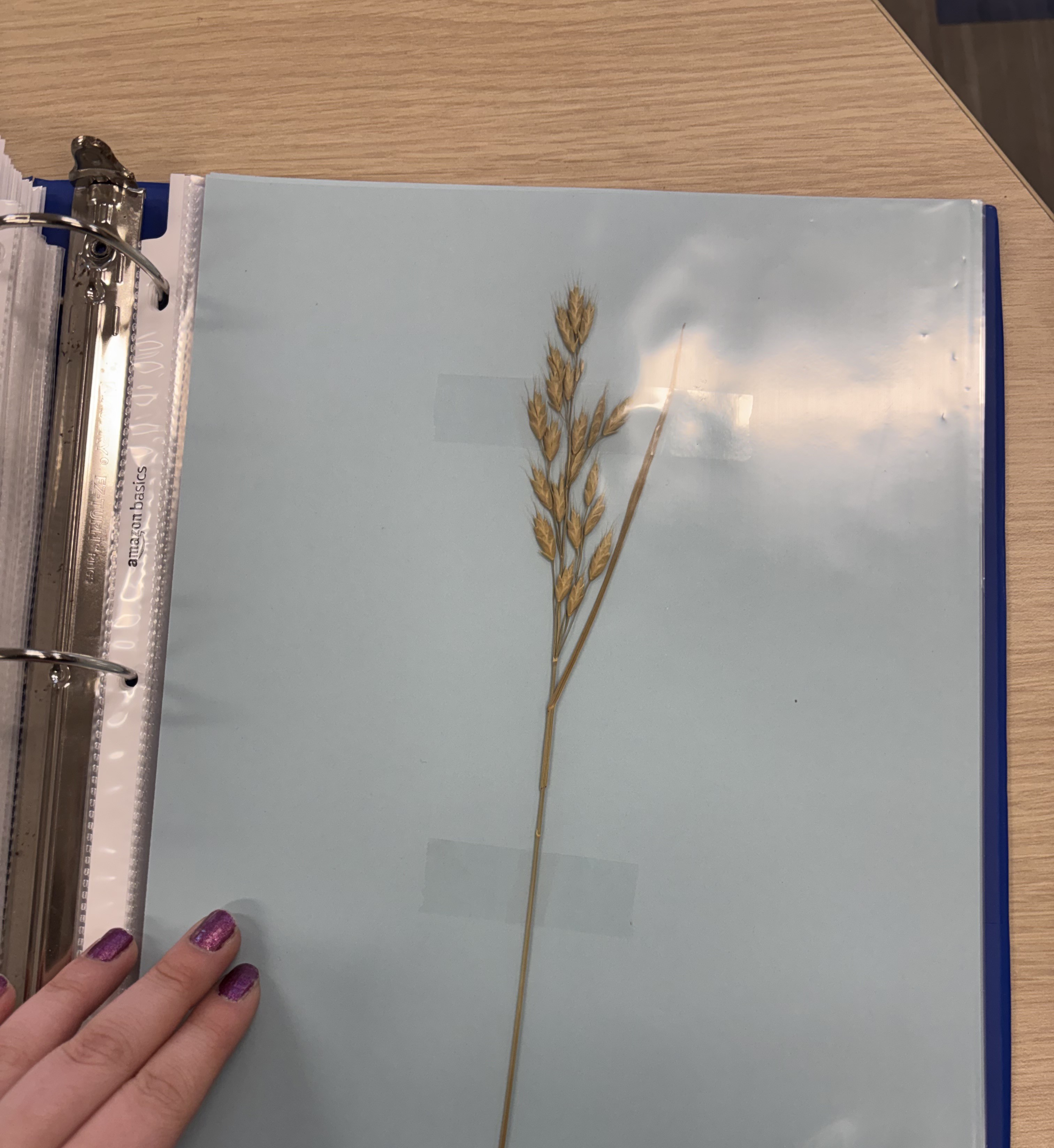 <p>Plant</p>