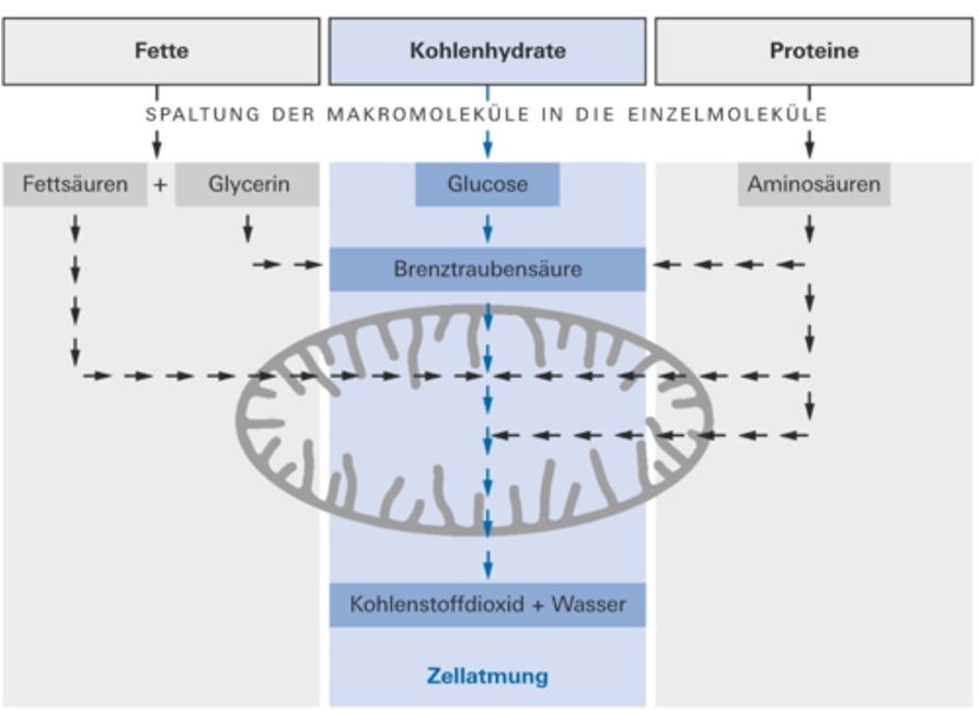 <p><span>Verbrennungen</span></p>
