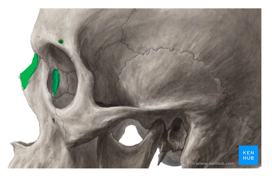 <p>Nasal and Lacrimal Bone</p>