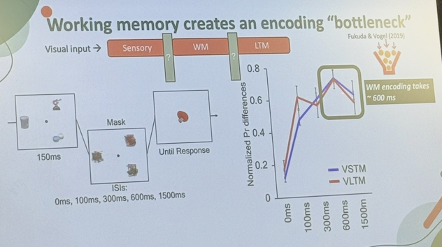 <ul><li><p>If given more time, do we do better? </p></li><li><p>Does memory store for visual WM or LTM task, this is results of memory based on when masked at encoding</p></li><li><p>Is it perceptual bottleneck or bottleneck of getting info into LTM</p></li><li><p>Giving people more time to encode information before hide the answers, does that help people get into WM</p></li><li><p>confirms bottleneck at WM, not perceptual</p></li></ul><p></p><ul><li><p>Memory is best at 600ms</p></li><li><p>Takes about 600ms, ideal amount of time to see items on screen, WM encoding tasks to have better memory</p></li><li><p>Bigger question is bottleneck at WM affecting what we can remember in LTM? </p><ul><li><p>Pattern of results</p></li><li><p>Blue & red follow each other</p></li><li><p>Performance in VSTM mimicked during LTM</p></li><li><p>Not just got in or didn’t for WM, that information continues to travel into LTM, whatever go affected by WM affects what’s in LTM</p></li></ul></li></ul><p></p><ul><li><p><span style="color: rgb(66, 128, 181);"><strong>This “bandwidth” limit is due to WM encoding, NOT perceeption</strong></span></p></li></ul><p></p>