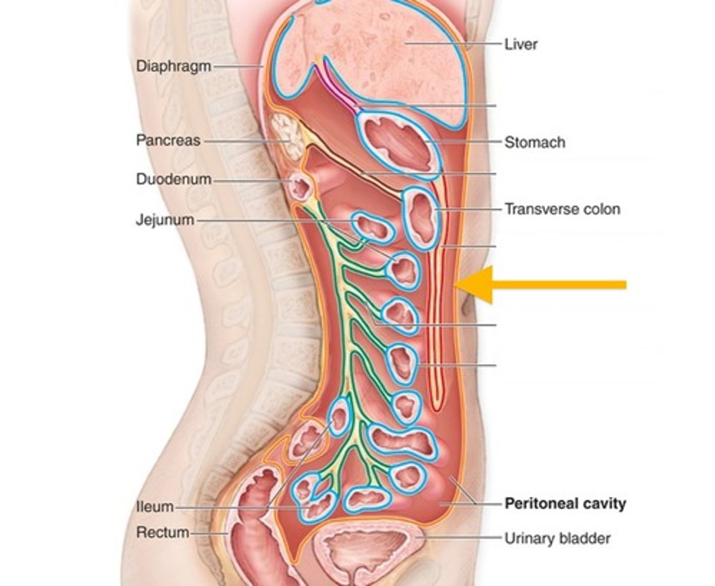 <p>Serous membrane lining the abdominopelvic cavity.</p>