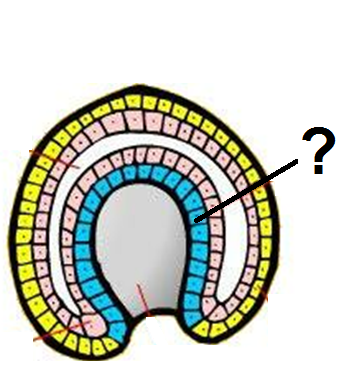 <p>what is the white area in the gastrula?</p>