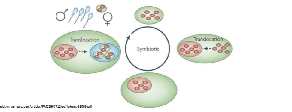 <p>transfers symbiont directly from parent to offspring</p><ul><li><p>no aposymbiotic stage (symbiosis is permanent)</p></li><li><p>symbiont transmission occurs (most often) through the eggs because eggs have more space and nutrients</p></li></ul><p>examples- hermaphroditic bryzoan, hermaphroditic earthworm</p>