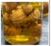 <p>___________ - horizontal stem growing underground (aboveground in some ferns) usually having <strong>short internodes and scale-like leaves</strong> (ex.  <em>Zingiber officinale) </em></p>