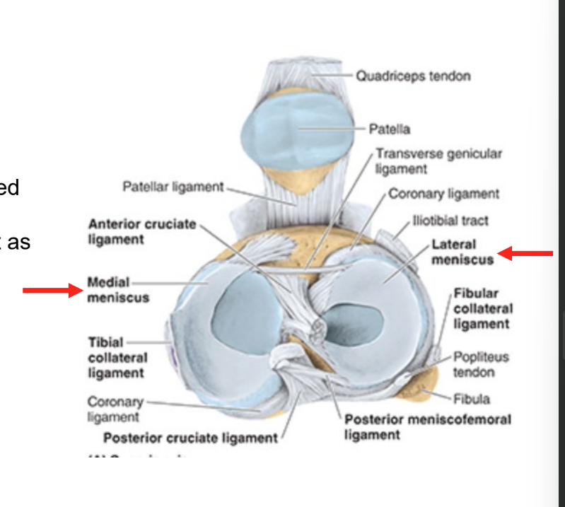 <ul><li><p>medial and lateral</p></li><li><p>crescent shaped cartilage on tibia that strengthen joint and act as shock absorbers</p><ul><li><p>keep distal part of femur in place</p></li></ul></li></ul><p></p>